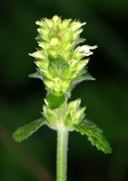 Betonica alopecuros (=Stachys alopecuros) / Betonica bianca