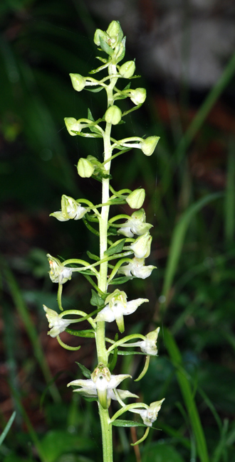 Platanthera chlorantha