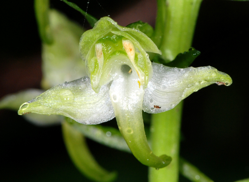 Platanthera chlorantha