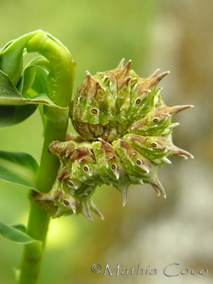 insetto T - Emmelina monodactyla