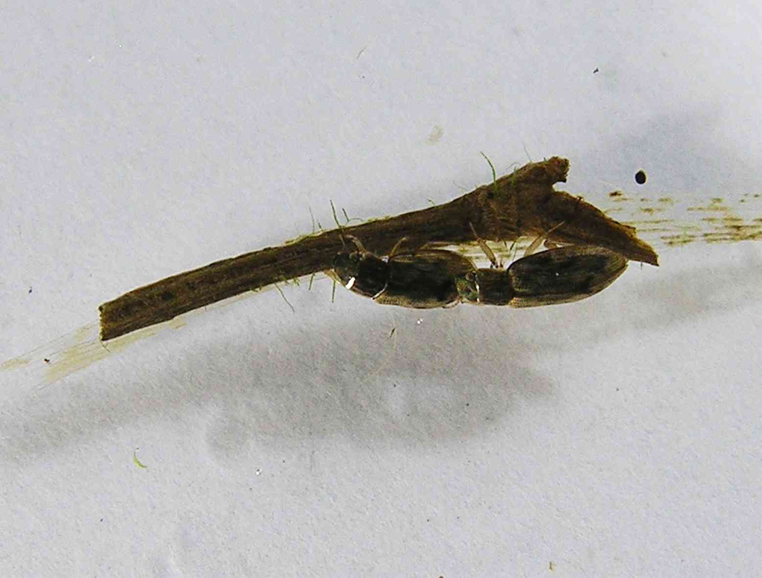 Coleottero acquatico: Helophorus sp. (Helophoridae)