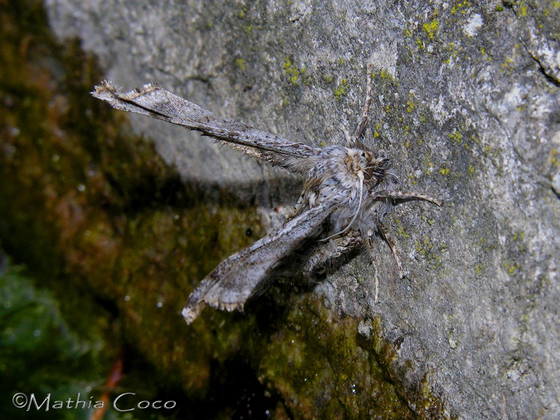 insetto T - Emmelina monodactyla