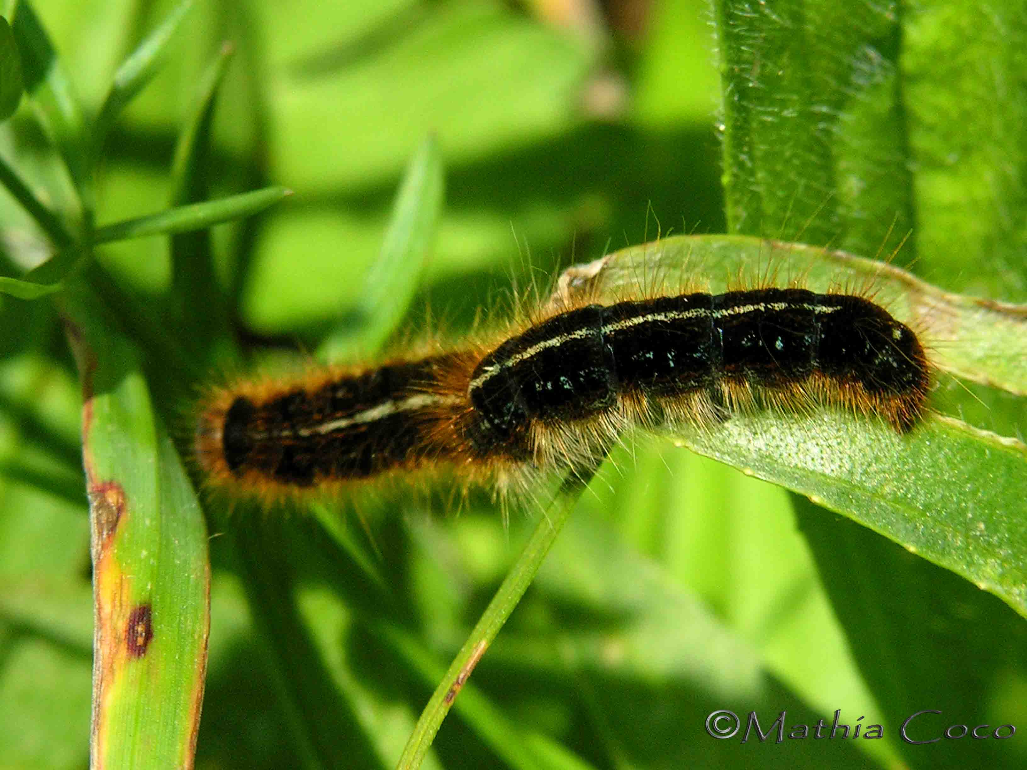 Malacosoma franconicum