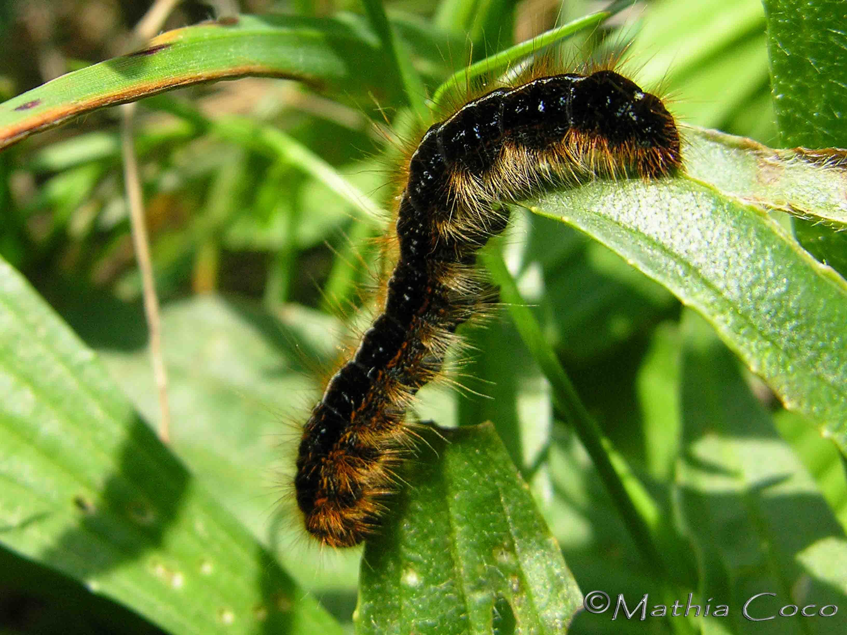 Malacosoma franconicum