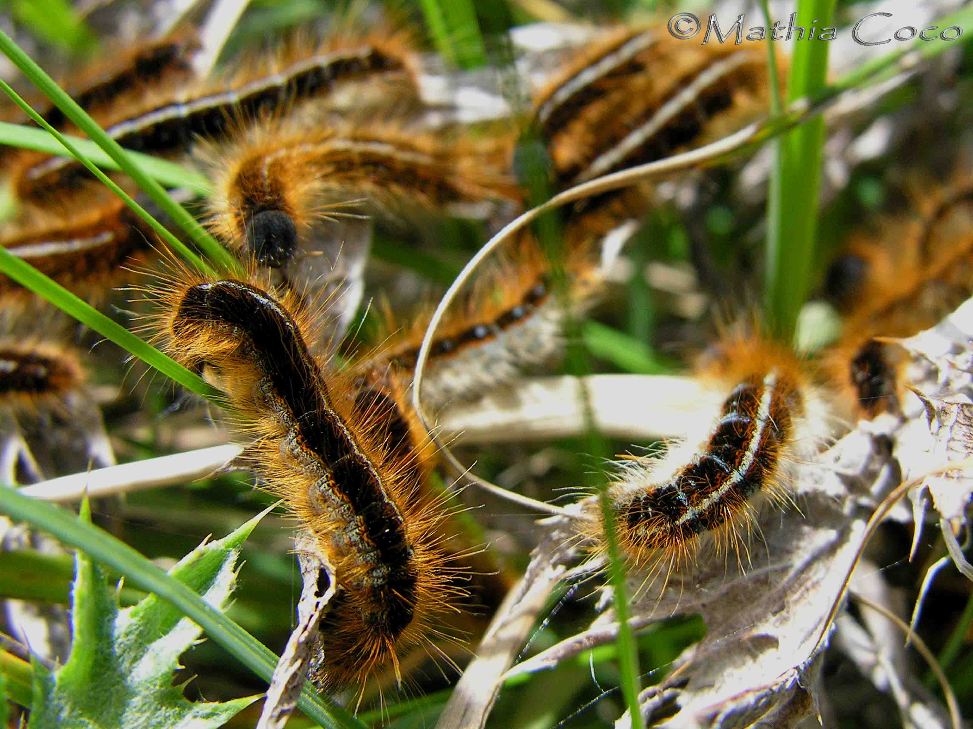 Malacosoma franconicum