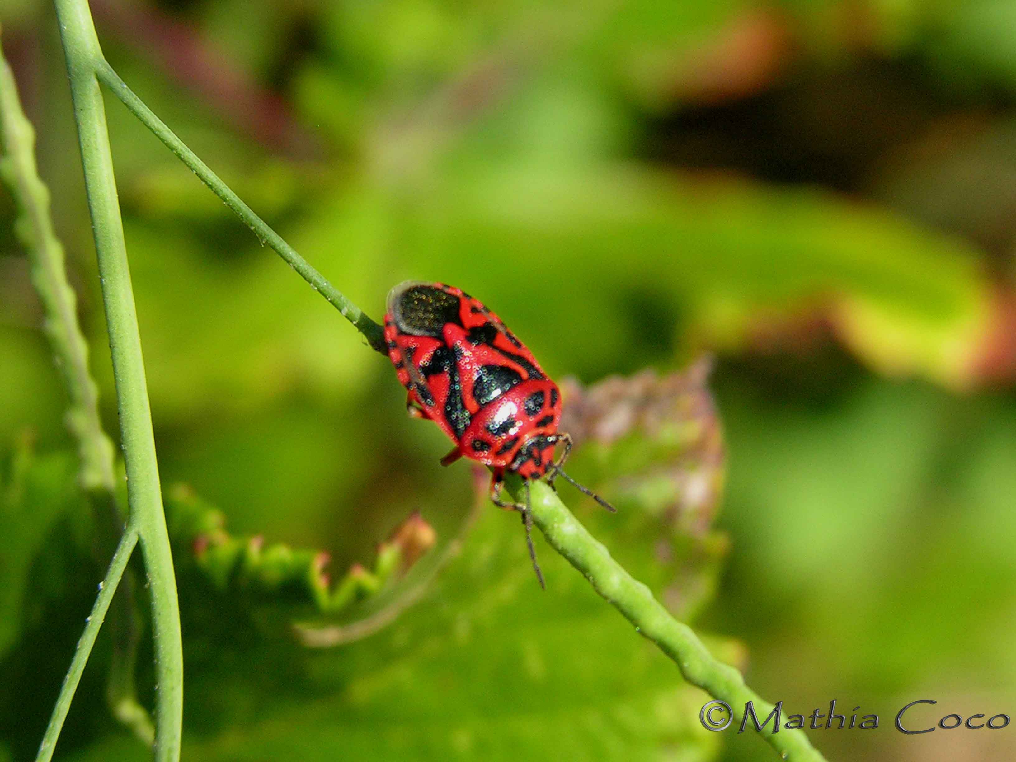Piezodorus lituratus e Eurydema ornata