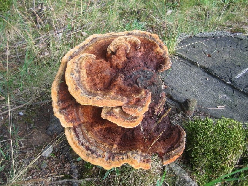 Polyporus(?) meraviglioso (Phaeolus schweinitzii)