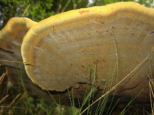 Polyporus(?) meraviglioso (Phaeolus schweinitzii)