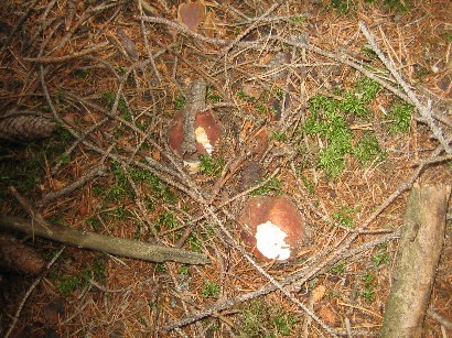 Boletaceae varie del 14/6