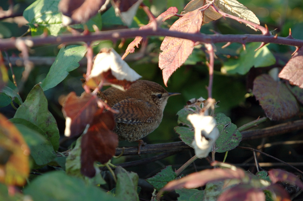 scricciolo-troglodytes troglodytes