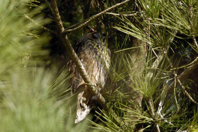 Roost gufi in pericolo ad Ostellato (Fe)