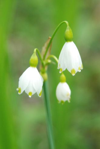 Fiori e piante di San Rossore (PI)