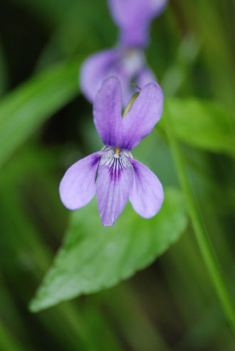 Fiori e piante di San Rossore (PI)