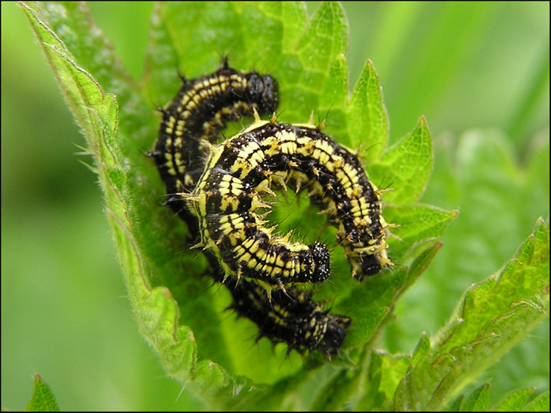 Bruchi di Aglais urticae (Lepidoptera, Nymphalidae)