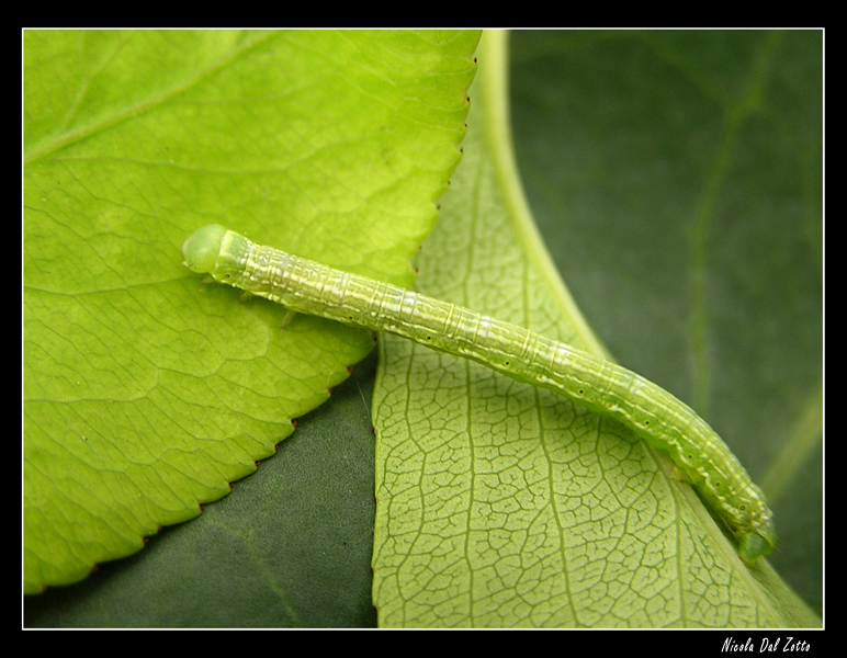 bruco di Geometridae
