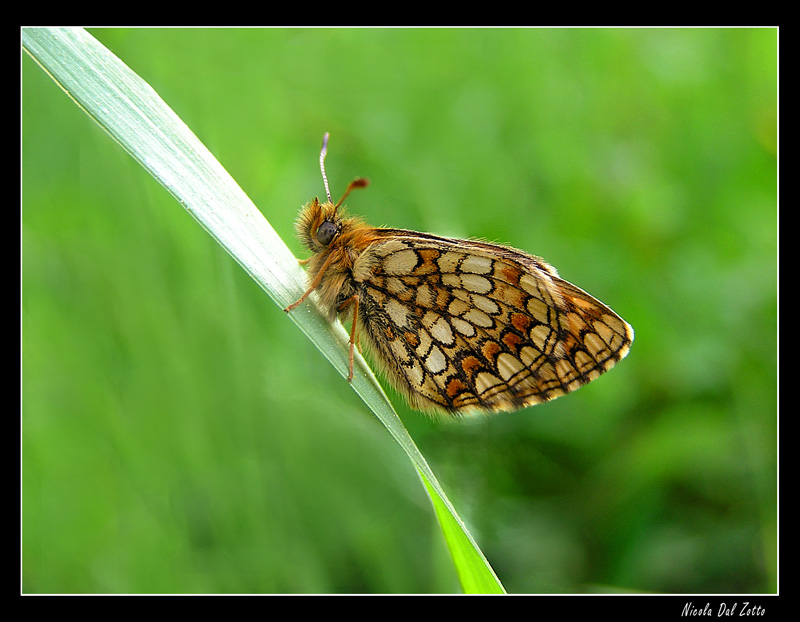 Melitaea athalia