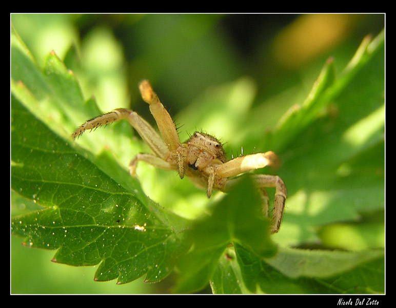 Thomisidae