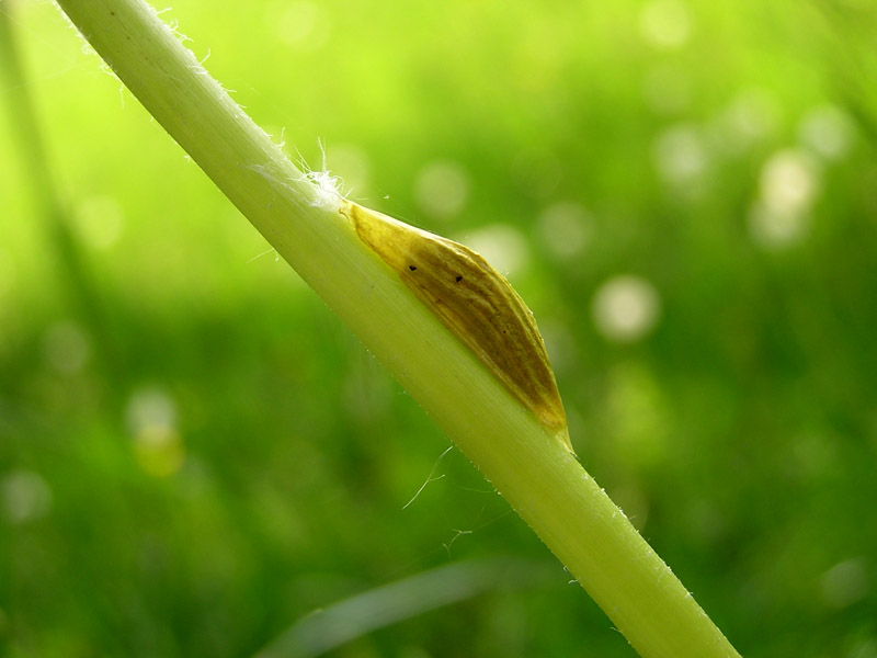 Zygaenidae