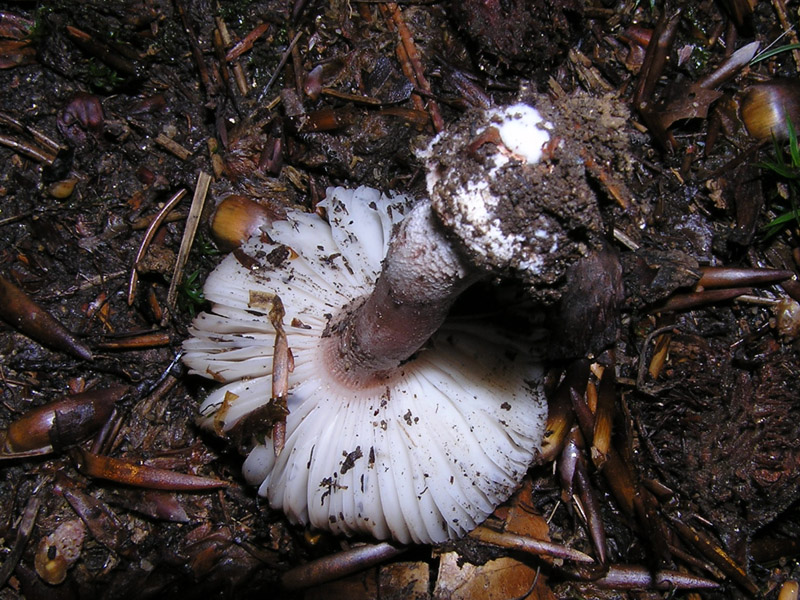 funghi