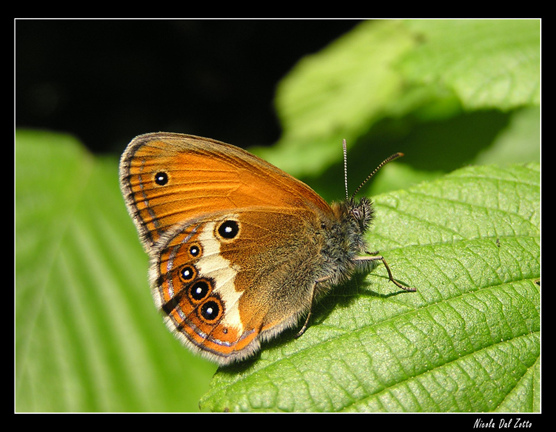 Coenonympha arcania