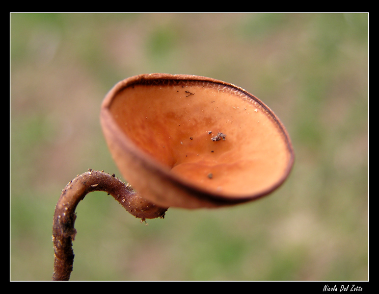 funghetto da determinare