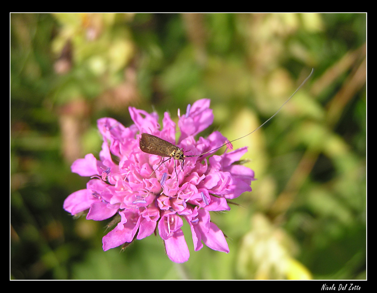 Nemophora metallica