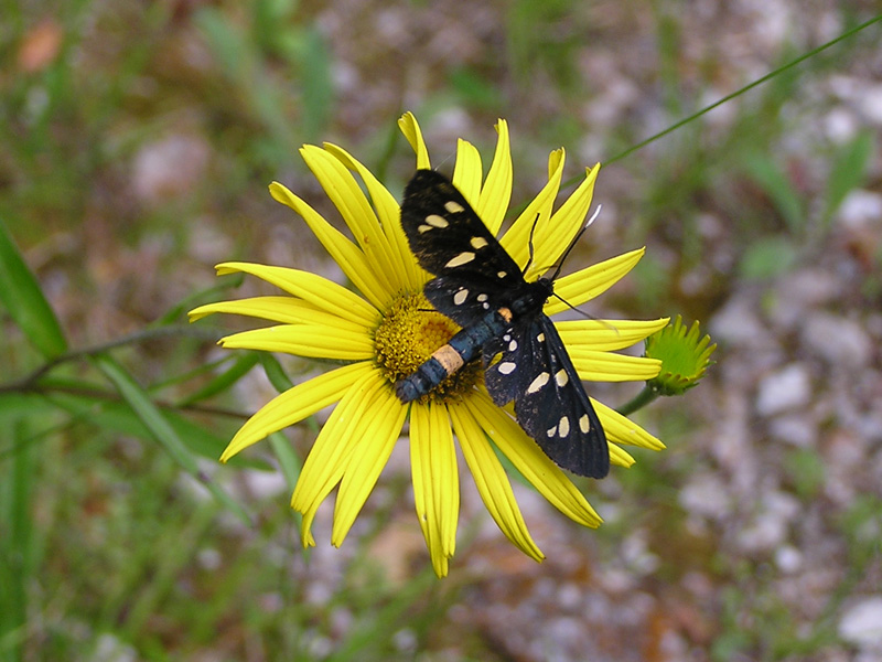 Zygaenidae