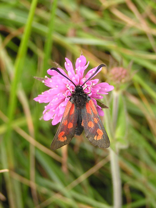 Zygaenidae