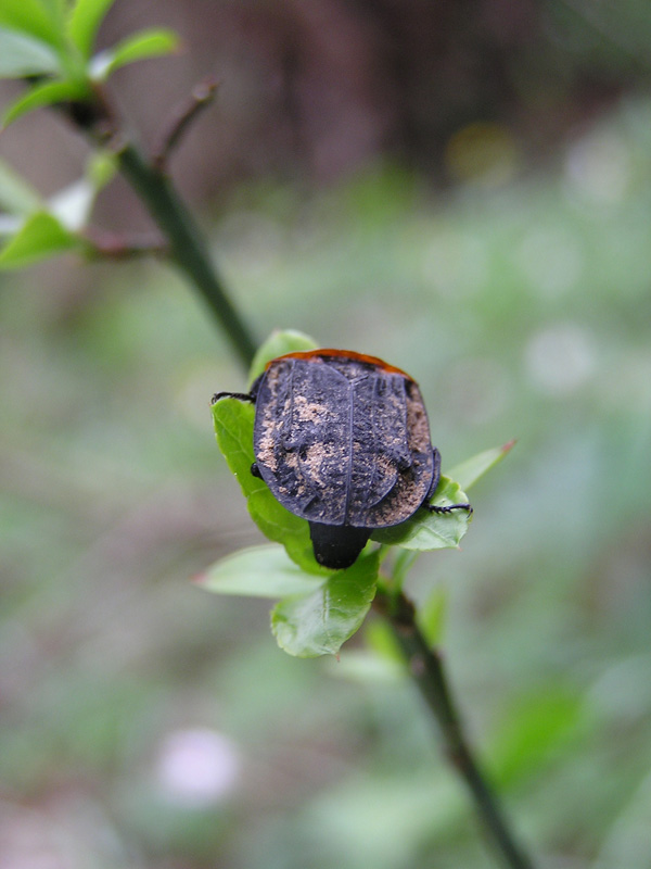 Oiceoptoma thoracicum (Coleoptera, Silphidae)