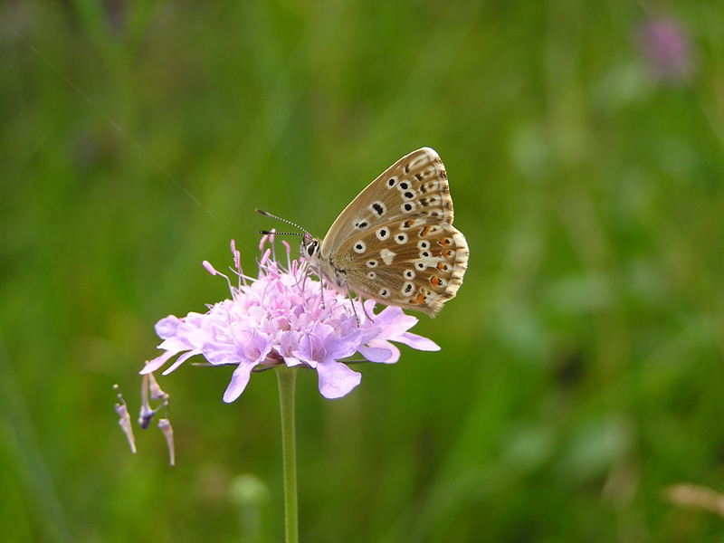 Aricia agestis e Polyommatus icarus