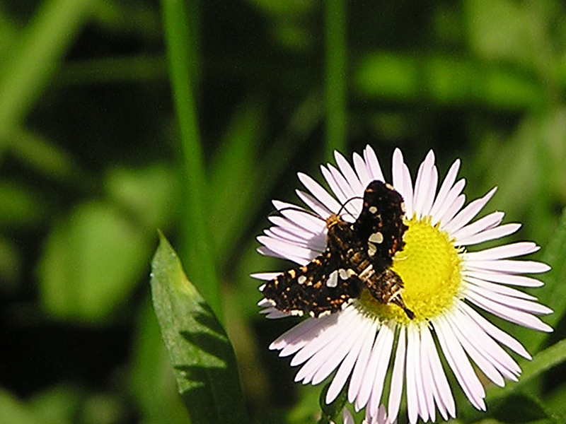 Thyris fenestrella (Lepidoptera, Thyrididae)