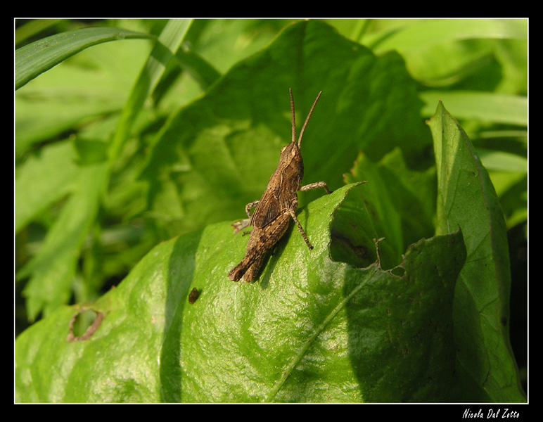 Euthystira brachyptera,Barbitistes serricauda,Tettigonia sp.