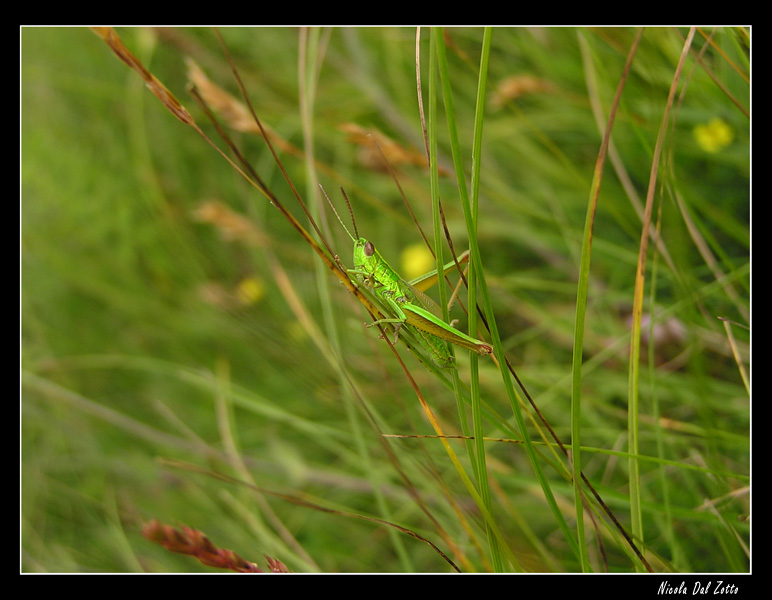 Euthystira brachyptera,Barbitistes serricauda,Tettigonia sp.