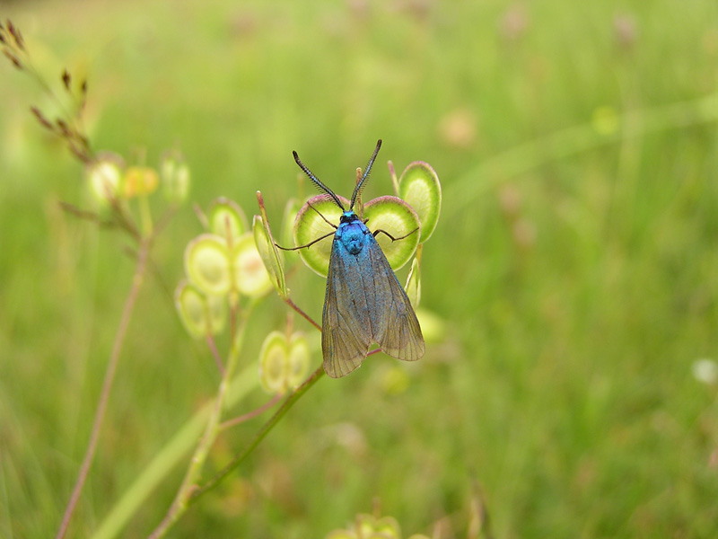 Zygaenidae