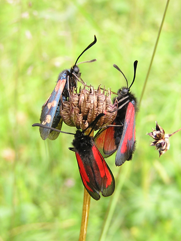 Zygaenidae