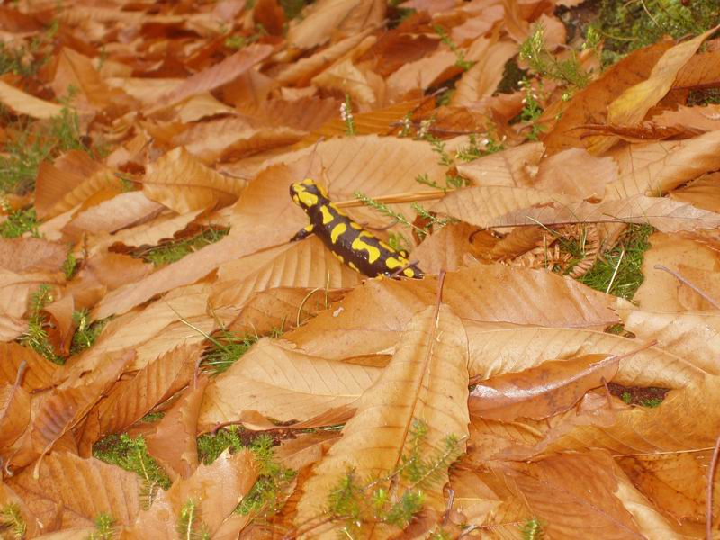 Salamandra salamandra