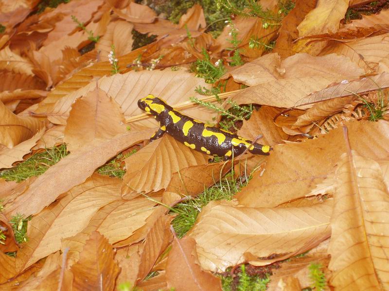 Salamandra salamandra