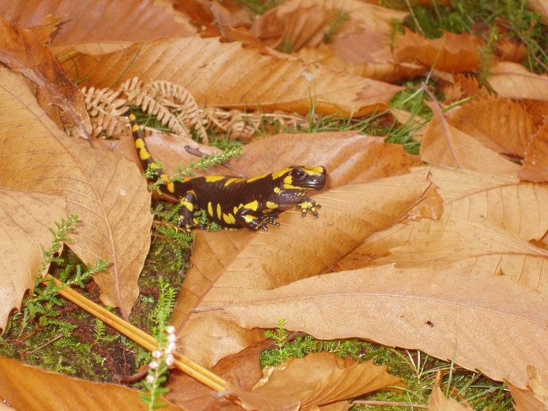 Salamandra salamandra