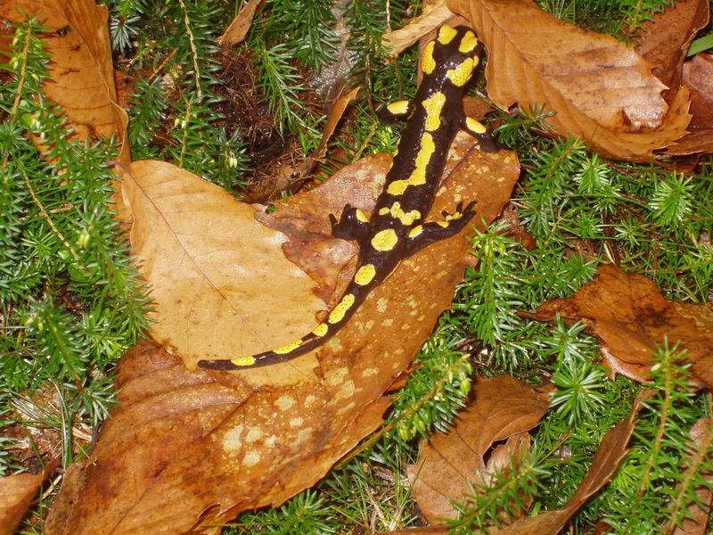 Salamandra salamandra