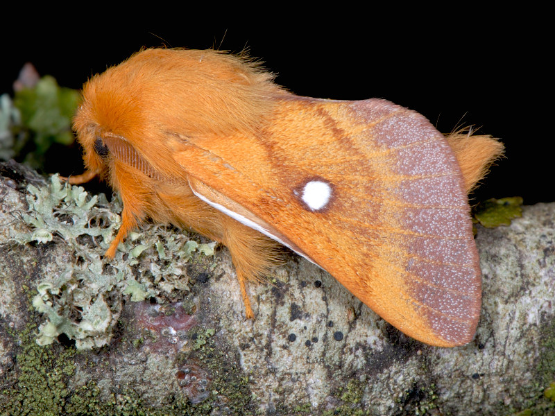 Eriogaster catax, maschio