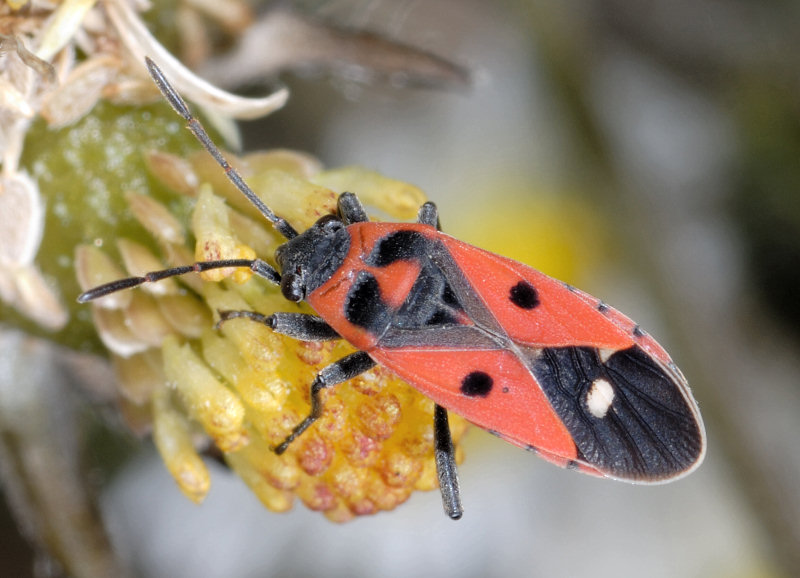 Pyrrhocoris apterus e Orthetrum coerulescens