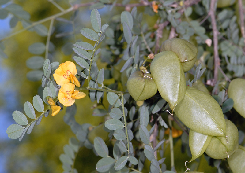 Colutea arborescens / Vesicaria