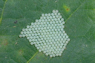 Coleotteri, Imenotteri, Neurotteri. Ortotteri.