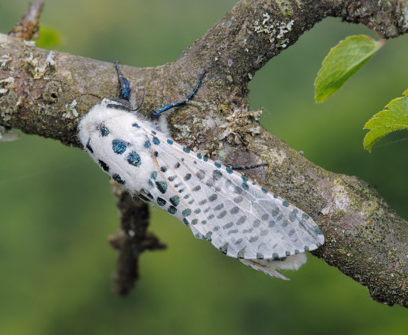 Zeuzera pyrina (Lepidoptera Cossidae)