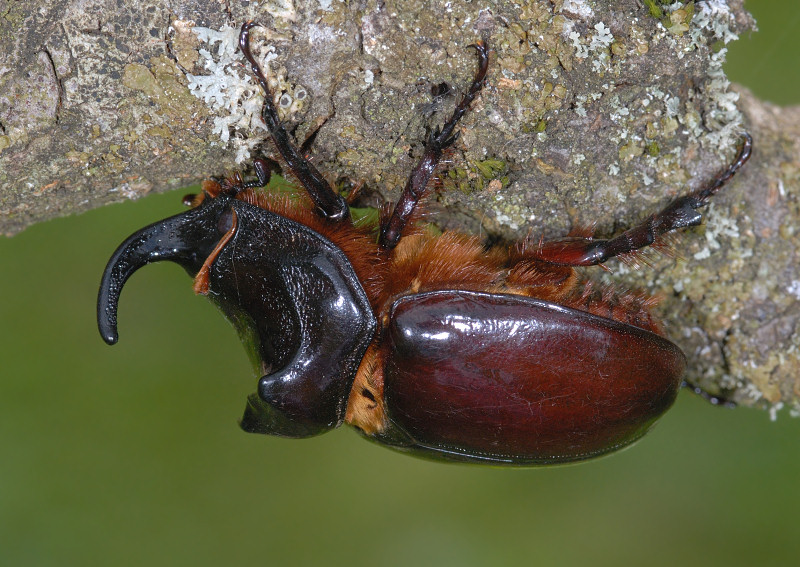 Ancora uno scarabeo rinoceronte