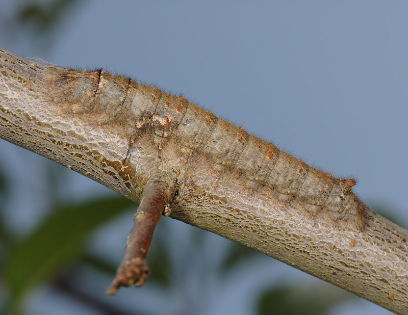 Gastropacha quercifolia (Lepidoptera Lasiocampidae)