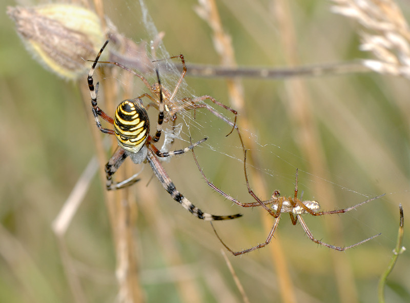 Mnage  trois (Argiope bruennichi)