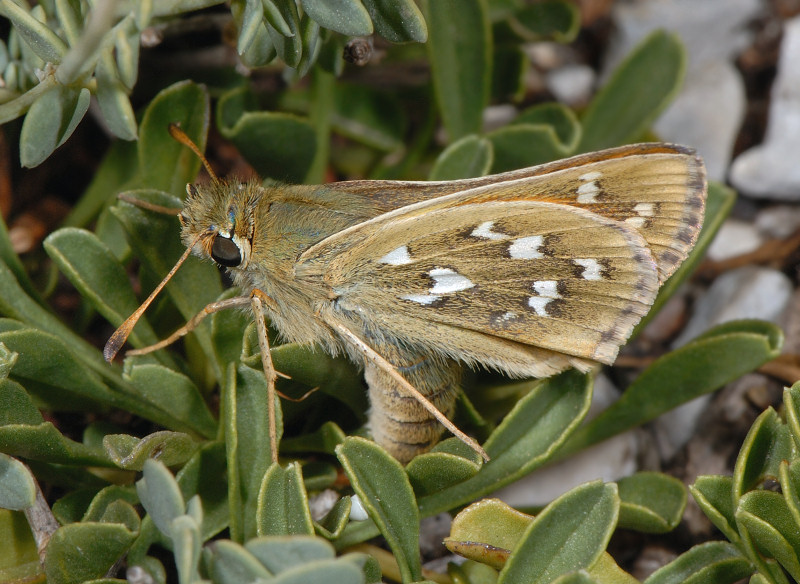 Deposizione di Hesperia comma