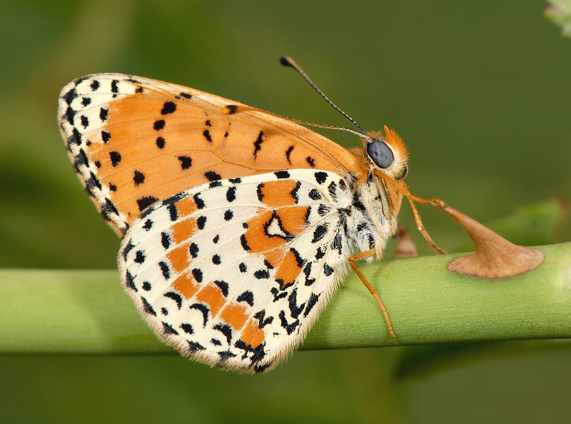 Melitaea didyma