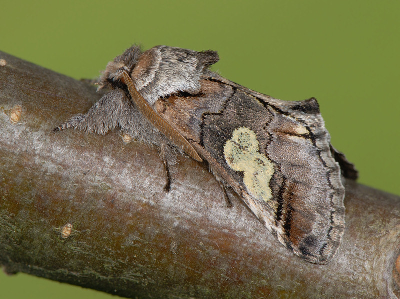 Diloba caeruleocephala:  arrivato l''autunno